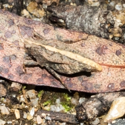 Tetrigidae (family) (Pygmy grasshopper) at Glen Allen, NSW - 18 Jan 2024 by AlisonMilton