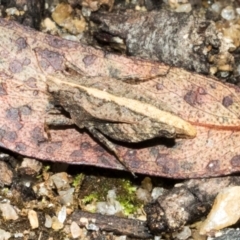 Tetrigidae (family) (Pygmy grasshopper) at Nunnock Swamp - 18 Jan 2024 by AlisonMilton