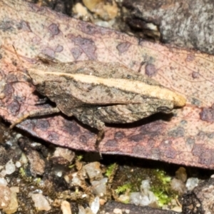 Tetrigidae (family) at South East Forest National Park - 18 Jan 2024