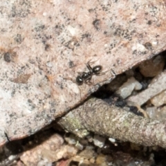 Formicidae (family) (Unidentified ant) at South East Forest National Park - 18 Jan 2024 by AlisonMilton