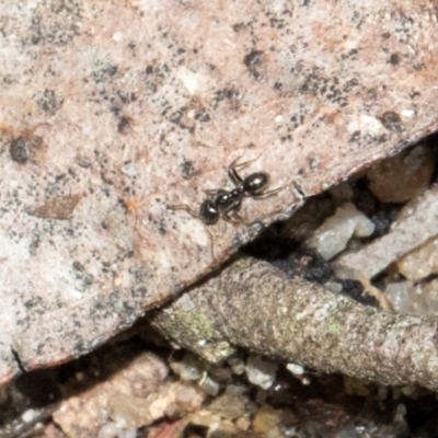 Formicidae (family) (Unidentified ant) at Nunnock Swamp - 18 Jan 2024 by AlisonMilton
