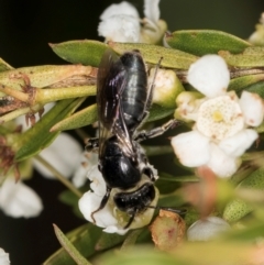 Unidentified Bee (Hymenoptera, Apiformes) at McKellar, ACT - 19 Jan 2024 by kasiaaus