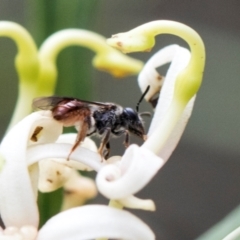 Apiformes (informal group) (Unidentified bee) at South East Forest National Park - 18 Jan 2024 by AlisonMilton