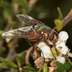 Diptera (order) (Fly - Unidentified) at McKellar, ACT - 19 Jan 2024 by kasiaaus