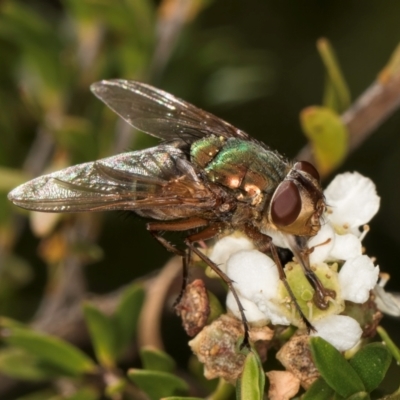 Diptera (order) (Fly - Unidentified) at Croke Place Grassland (CPG) - 19 Jan 2024 by kasiaaus