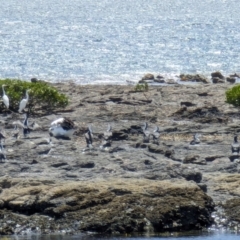 Phalacrocorax varius (Pied Cormorant) at Jervis Bay Marine Park - 20 Jan 2024 by AniseStar