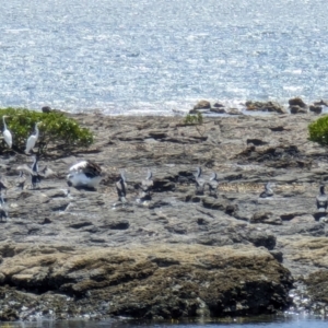 Phalacrocorax varius at Jervis Bay Marine Park - 20 Jan 2024