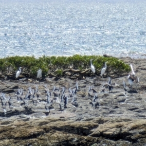 Phalacrocorax varius at Jervis Bay Marine Park - 20 Jan 2024