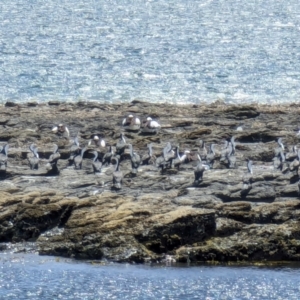 Phalacrocorax varius at Jervis Bay Marine Park - 20 Jan 2024