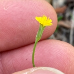 Hypochaeris glabra (Smooth Catsear) at Campbell, ACT - 19 Jan 2024 by SilkeSma