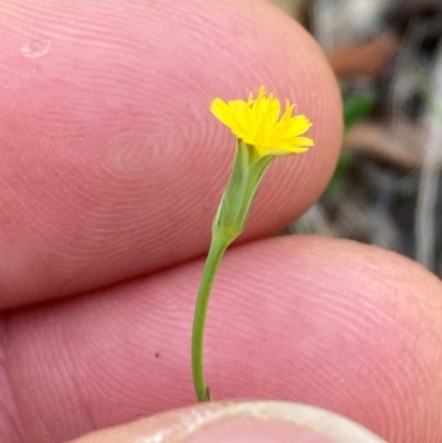 Hypochaeris glabra (Smooth Catsear) at Campbell, ACT - 19 Jan 2024 by SilkeSma