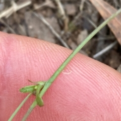 Hypochaeris glabra at Mount Ainslie NR (ANR) - 20 Jan 2024 10:39 AM