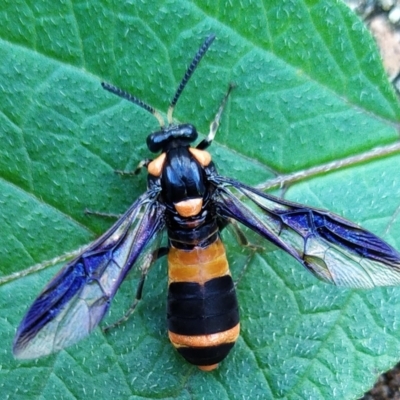 Pterygophorus cinctus (Bottlebrush sawfly) at Conder, ACT - 18 Jan 2024 by pebblesplace