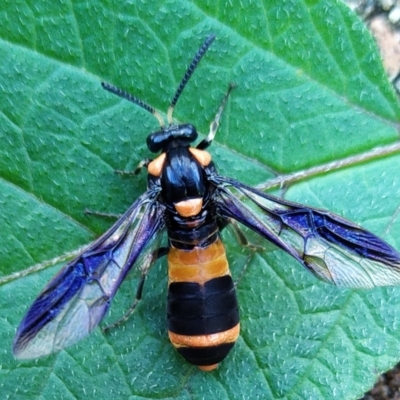 Pterygophorus cinctus (Bottlebrush sawfly) at Conder, ACT - 17 Jan 2024 by pebblesplace