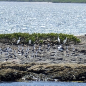 Ardea alba at Jervis Bay Marine Park - 20 Jan 2024 11:42 AM