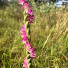 Spiranthes australis (Austral Ladies Tresses) at Yass River, NSW - 19 Jan 2024 by SueMcIntyre