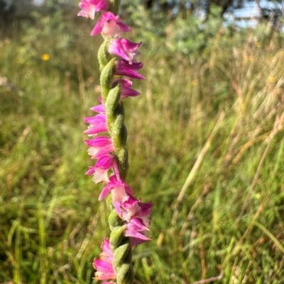 Spiranthes australis (Austral Ladies Tresses) at Yass River, NSW - 19 Jan 2024 by SueMcIntyre