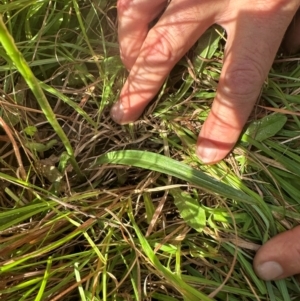 Spiranthes australis at Gang Gang at Yass River - 20 Jan 2024