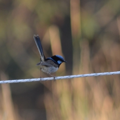 Malurus cyaneus (Superb Fairywren) at Yass River, NSW - 3 Jan 2024 by 120Acres