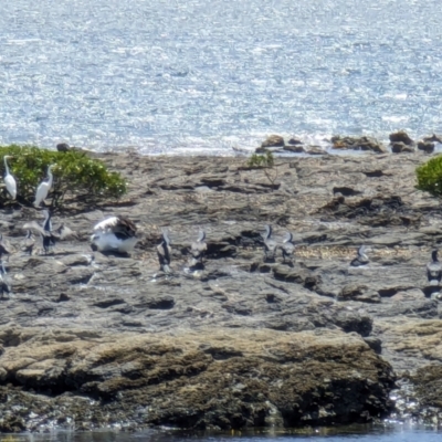 Pelecanus conspicillatus (Australian Pelican) at Beecroft Peninsula, NSW - 20 Jan 2024 by AniseStar