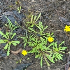 Leontodon saxatilis (Lesser Hawkbit, Hairy Hawkbit) at Yass River, NSW - 12 Jan 2024 by SueMcIntyre