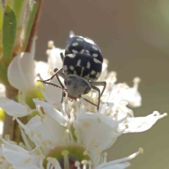 Mordella dumbrelli (Dumbrell's Pintail Beetle) at Black Mountain - 13 Dec 2023 by ConBoekel