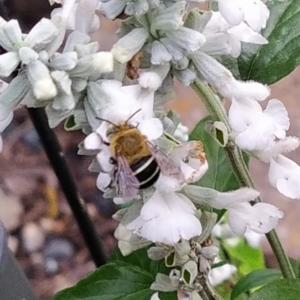 Amegilla (Zonamegilla) asserta at Conder, ACT - 3 Dec 2023