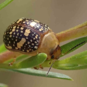 Paropsis pictipennis at Black Mountain - 13 Dec 2023