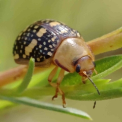 Paropsis pictipennis at Black Mountain - 13 Dec 2023