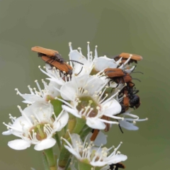 Porrostoma sp. (genus) (Lycid, Net-winged beetle) at Black Mountain - 12 Dec 2023 by ConBoekel