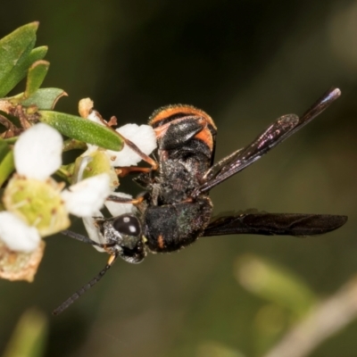 Leucospis sp. (genus) (Leucospid wasp) at McKellar, ACT - 19 Jan 2024 by kasiaaus