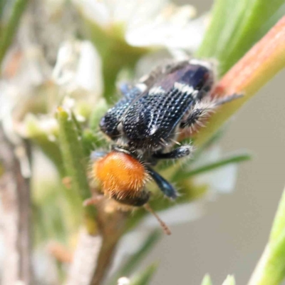 Zenithicola crassus (Clerid beetle) at Acton, ACT - 12 Dec 2023 by ConBoekel