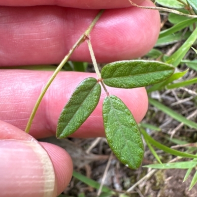 Grona varians (Slender Tick-Trefoil) at Kangaroo Valley, NSW - 20 Jan 2024 by lbradley