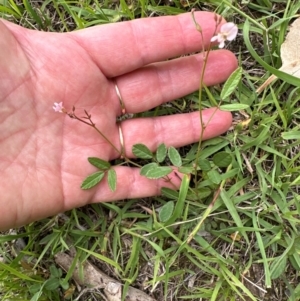 Grona varians at Kangaroo Valley, NSW - 20 Jan 2024