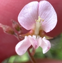 Grona varians at Kangaroo Valley, NSW - 20 Jan 2024