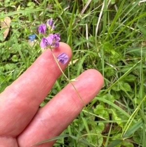 Glycine tabacina at Kangaroo Valley, NSW - 20 Jan 2024