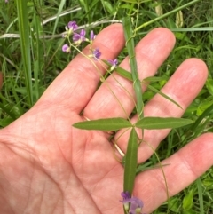 Glycine tabacina at Kangaroo Valley, NSW - 20 Jan 2024