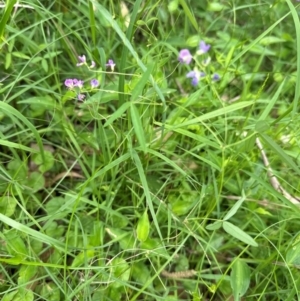 Glycine tabacina at Kangaroo Valley, NSW - 20 Jan 2024