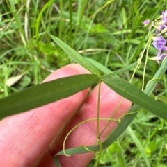 Glycine tabacina at Kangaroo Valley, NSW - 20 Jan 2024