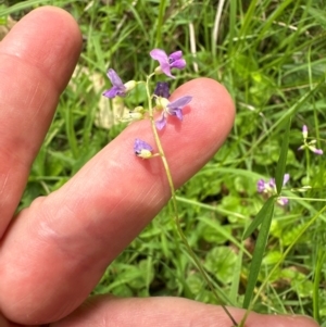 Glycine tabacina at Kangaroo Valley, NSW - 20 Jan 2024