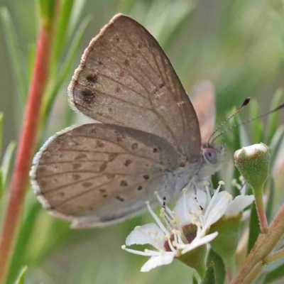 Erina hyacinthina (Varied Dusky-blue) at Acton, ACT - 13 Dec 2023 by ConBoekel