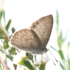 Erina hyacinthina at Acton, ACT - 13 Dec 2023 09:05 AM