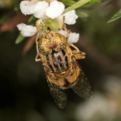 Eristalinus punctulatus (Golden Native Drone Fly) at McKellar, ACT - 19 Jan 2024 by kasiaaus