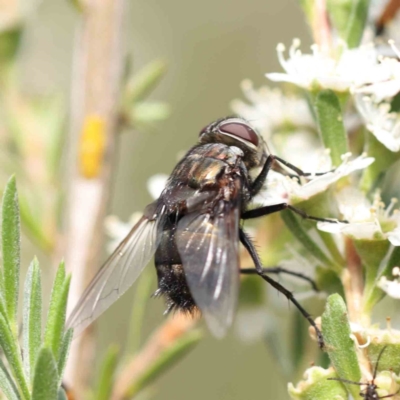 Unidentified Blow fly (Calliphoridae) at Black Mountain - 13 Dec 2023 by ConBoekel