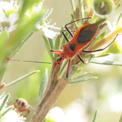 Gminatus australis (Orange assassin bug) at Black Mountain - 13 Dec 2023 by ConBoekel