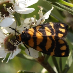 Asura lydia (Lydia Lichen Moth) at Acton, ACT - 12 Dec 2023 by ConBoekel