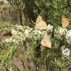 Heteronympha merope (Common Brown Butterfly) at Black Mountain - 12 Dec 2023 by ConBoekel