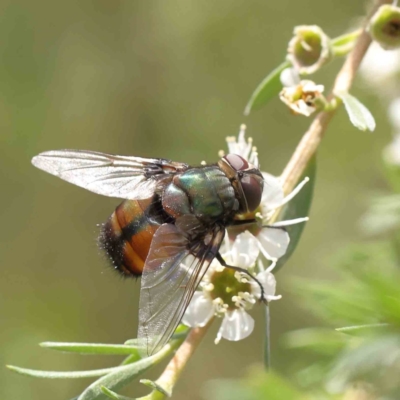 Rutilia sp. (genus) (A Rutilia bristle fly, subgenus unknown) at Acton, ACT - 12 Dec 2023 by ConBoekel