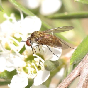 Geron sp. (genus) at Black Mountain - 13 Dec 2023