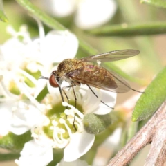 Geron sp. (genus) (Slender Bee Fly) at Black Mountain - 12 Dec 2023 by ConBoekel